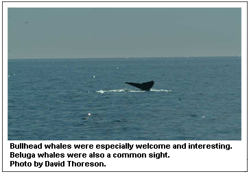 Bullhead whales were especially welcome and interesting. Beluga whales were also a common sight. Photo by David Thoreson.