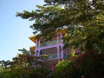 purplehouseflowers1218