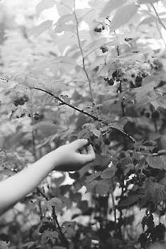 berry.JPG (28960 bytes)