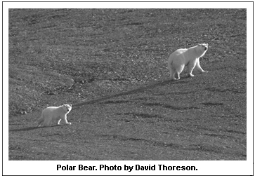Polar Bear. Photo by David Thoreson