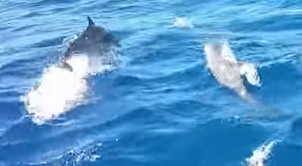 Dolphins Playing